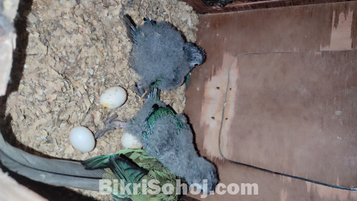 ব্লু কনুর টেম সাইজ বেবি ৫টি।